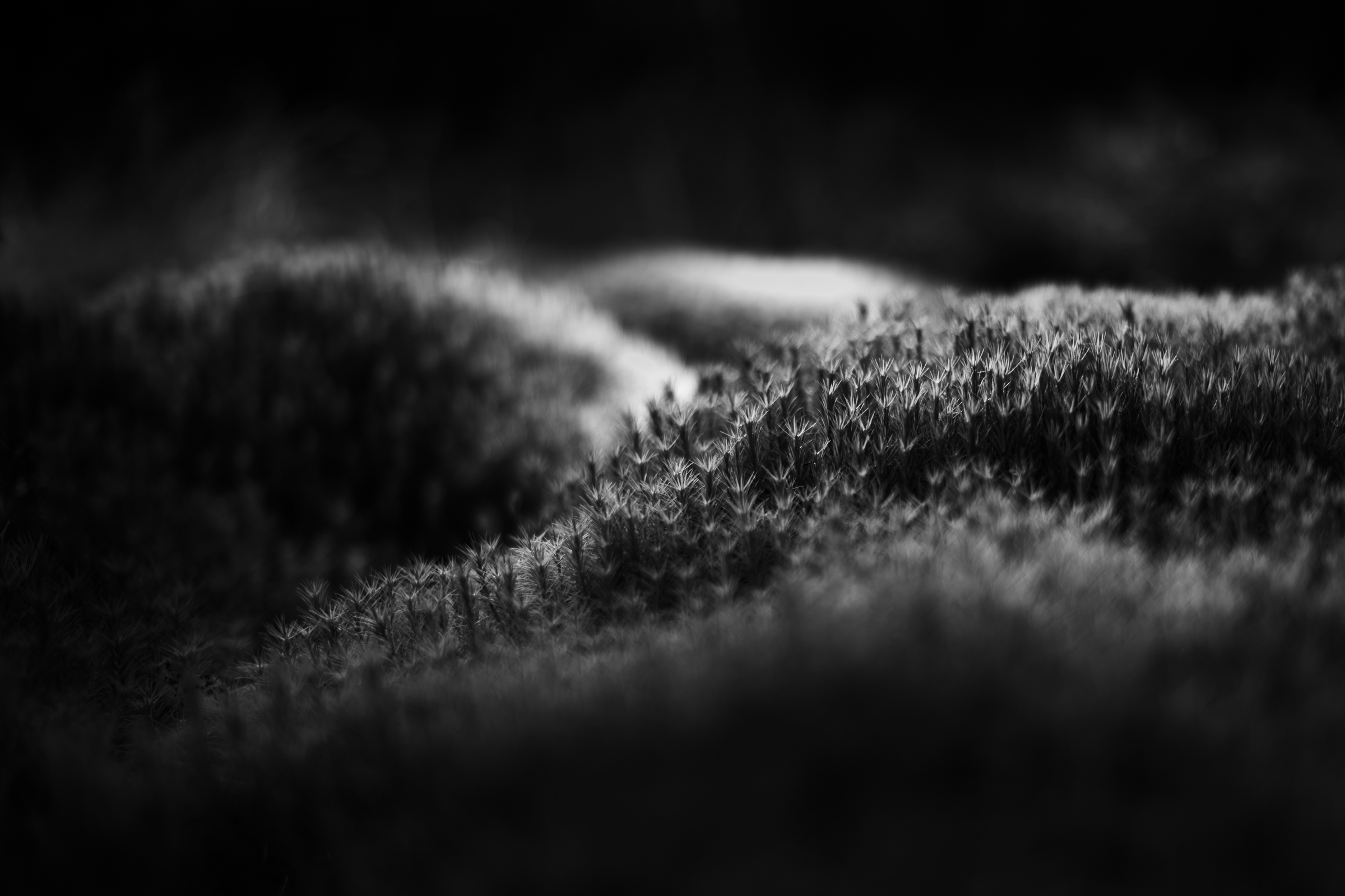 Quiet Places — Monochrome photograph 7 of 10